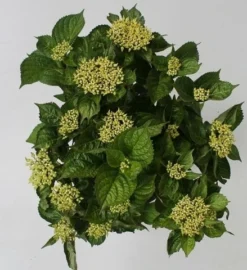 Hortensia Blue Boogiewoogie (Hydrangea 'Music Collection') -Planten Verkoopwinkel hydrangea blue boogiewoogie 4 1