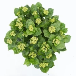 Hortensia Deep Purple Dance (Hydrangea 'Music Collection') -Planten Verkoopwinkel hydrangea deep purple dance c5 3