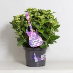 Hortensia Deep Purple Dance (Hydrangea 'Music Collection') -Planten Verkoopwinkel hydrangea deep purple dance c5 4 1