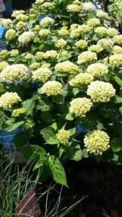 Hortensia (Hydrangea 'Endless Summer The Bride') -Planten Verkoopwinkel hydrangea endless summer 1