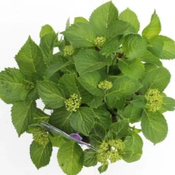 Hortensia Blauw (Hydrangea 'Forever&Ever') -Planten Verkoopwinkel hydrangea forever ever blue boven bewerkt 2