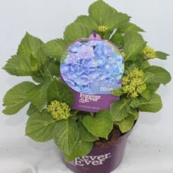 Hortensia Blauw (Hydrangea 'Forever&Ever') -Planten Verkoopwinkel hydrangea forever ever blue voor bewerkt 1