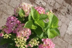 Hortensia Roze (Hydrangea 'Forever&Ever' Pink) -Planten Verkoopwinkel hydrangea forever ever pink 1 2