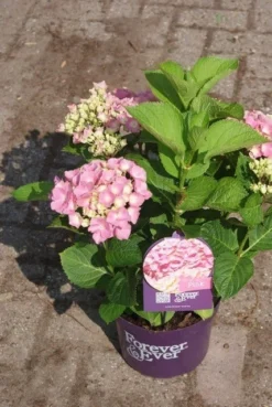Hortensia Roze (Hydrangea 'Forever&Ever' Pink) -Planten Verkoopwinkel hydrangea forever ever pink 3 2