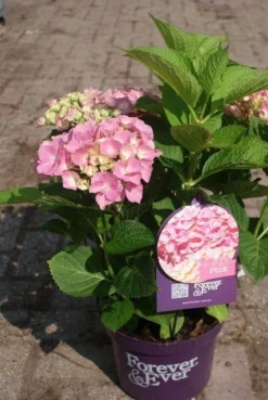 Hortensia Roze (Hydrangea 'Forever&Ever' Pink) -Planten Verkoopwinkel hydrangea forever ever pink 4 2