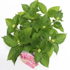 Hortensia Roze (Hydrangea 'Forever&Ever' Pink) 15 Hortensia Roze (Hydrangea 'Forever&Ever' Pink) -Planten Verkoopwinkel hydrangea forever ever pink boven bewerkt