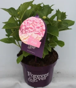 Hortensia Roze (Hydrangea 'Forever&Ever' Pink) 14 Hortensia Roze (Hydrangea 'Forever&Ever' Pink) -Planten Verkoopwinkel hydrangea forever ever pink voor bewerkt