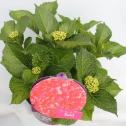 Hortensia Rood (Hydrangea 'Forever&Ever') -Planten Verkoopwinkel hydrangea forever ever red hoek bewerkt 2