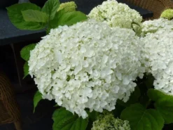 Hortensia (Hydrangea 'Strong Annabelle') -Planten Verkoopwinkel hydrangea incrediball bloem