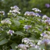 Hortensia (Hydrangea Involucrata)