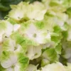 Hortensia (Hydrangea Magical Noblesse)
