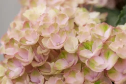 Hortensia (Hydrangea Magical Revolution Pink)