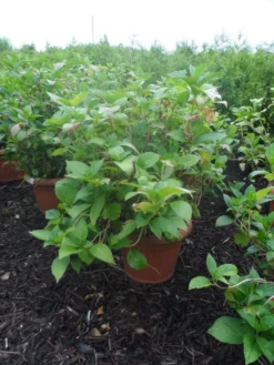 Hortensia (Hydrangea Macrophylla 'Soeur Therese') -Planten Verkoopwinkel hydrangea macrophylla soeur therese c50 3