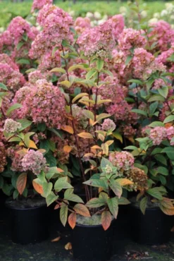 Pluimhortensia (Hydrangea Paniculata 'Sundae Fraise') -Planten Verkoopwinkel hydrangea pan sundae fraise 3 2.5 frank elst 2