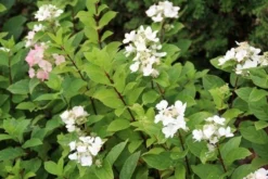 Pluimhortensia (Hydrangea Paniculata 'Dart's Little Dot') -Planten Verkoopwinkel hydrangea paniculata darts little dot 4