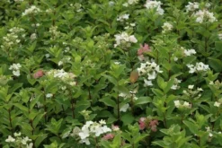 Pluimhortensia (Hydrangea Paniculata 'Dart's Little Dot') -Planten Verkoopwinkel hydrangea paniculata darts little dot 7