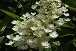 Pluimhortensia (Hydrangea Paniculata 'Dharuma')