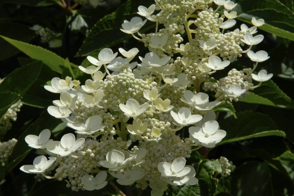 Pluimhortensia (Hydrangea Paniculata 'Dharuma') 1 Pluimhortensia (Hydrangea Paniculata 'Dharuma')