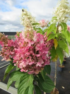 Pluimhortensia Op Stam (Hydrangea Paniculata 'Pinky Winky') -Planten Verkoopwinkel hydrangea paniculata pinky winky 2 1 1 1