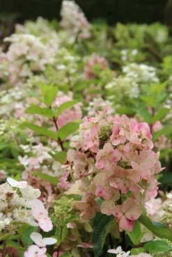 Pluimhortensia (Hydrangea Paniculata 'Unique') -Planten Verkoopwinkel hydrangea paniculata unique 1 2