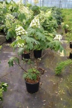 Eikenbladhortensia (Hydrangea Quercifolia) -Planten Verkoopwinkel hydrangea quercifolia