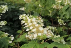 Eikenbladhortensia (Hydrangea Quercifolia) -Planten Verkoopwinkel hydrangea quercifolia 2 1