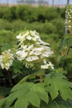 Eikenbladhortensia (Hydrangea Quercifolia) -Planten Verkoopwinkel hydrangea quercifolia 3