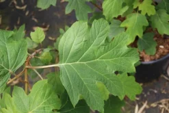 Eikenbladhortensia (Hydrangea Quercifolia) -Planten Verkoopwinkel hydrangea quercifolia 4