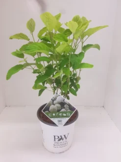 Hortensia (Hydrangea 'Strong Annabelle') -Planten Verkoopwinkel hydrangea strong annabel 2