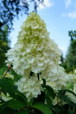 Pluimhortensia (Hydrangea Paniculata 'Sundae Fraise') -Planten Verkoopwinkel hydrangea sundae fraise 01 2