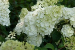 Pluimhortensia (Hydrangea Paniculata 'Sundae Fraise') -Planten Verkoopwinkel hydrangea sundae fraise 02