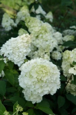 Pluimhortensia (Hydrangea Paniculata 'Sundae Fraise') -Planten Verkoopwinkel hydrangea sundae fraise 03