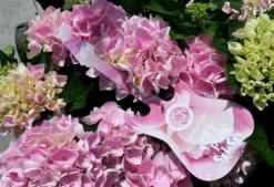 Hortensia Soft Pink Salsa (Hydrangea 'Music Collection') -Planten Verkoopwinkel hydrangeasoftpinksalsa01 1 2