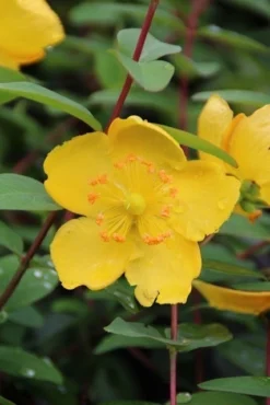 Hertshooi (Hypericum 'Hidcote') -Planten Verkoopwinkel hypericum hidcote