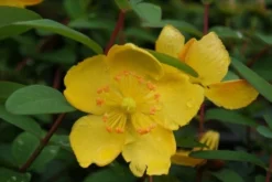 Hertshooi (Hypericum 'Hidcote') -Planten Verkoopwinkel hypericum hidcote 2