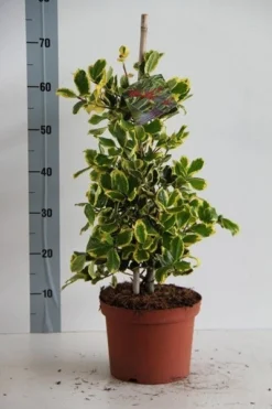 Hulst (Ilex Altaclerensis 'Golden King') -Planten Verkoopwinkel ilex al. golden king 50 60 cm c5 kopie