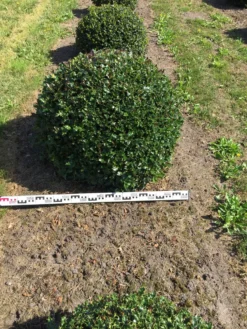 Hulst Als Bolvorm (Ilex Aquifolium) -Planten Verkoopwinkel ilex aquifolium 90 cm breed bol drkl 3