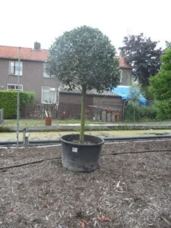 Hulst Op Stam (Ilex Aquifolium) -Planten Verkoopwinkel ilex aquifolium halfstam 30 35