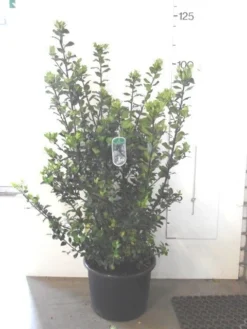 Blauwe Hulst (Ilex Meserveae 'Blue Prince') -Planten Verkoopwinkel ilex blue prince c20
