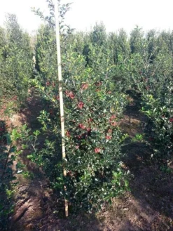 Blauwe Hulst (Ilex Meserveae 'Blue Princess') -Planten Verkoopwinkel ilex blue princess 125 150 cm drkl