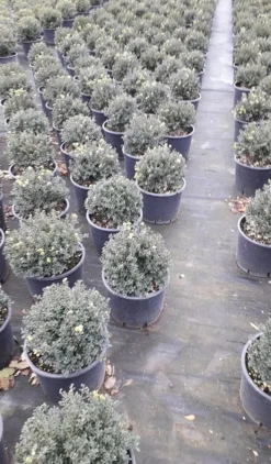 Japanse Hulst (Ilex Crenata 'Kinme') -Planten Verkoopwinkel ilex crenata ball d25 10lt 1
