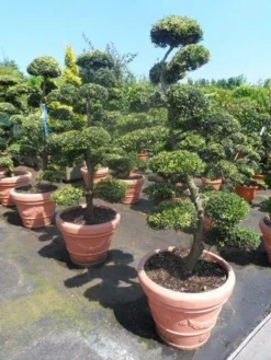 Japanse Hulst Als Bonsai (Ilex Crenata) -Planten Verkoopwinkel ilex crenata kinmei bonsai 160 180