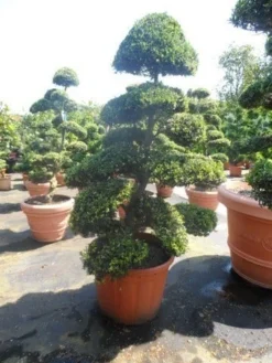 Japanse Hulst Als Bonsai (Ilex Crenata) -Planten Verkoopwinkel ilex crenata kinmei bonsai 175 200 extra