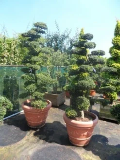 Japanse Hulst Als Bonsai (Ilex Crenata) -Planten Verkoopwinkel ilex crenata kinmei bonsai 180 200