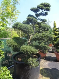 Japanse Hulst Als Bonsai (Ilex Crenata) -Planten Verkoopwinkel ilex crenata kinmei bonsai 200 225 c750 1000