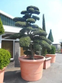 Japanse Hulst Als Bonsai (Ilex Crenata) -Planten Verkoopwinkel ilex crenata kinmei bonsai 250 300 solitair extra2