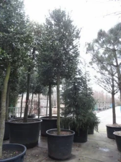 Hulst Als Boom (Ilex 'Nellie R. Stevens') -Planten Verkoopwinkel ilex nellie stevens