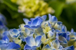 Hortensia Blue Ballad (Hydrangea 'Music Collection') -Planten Verkoopwinkel img 1365 1