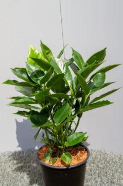 Broodboom (Aucuba Japonica 'Rozannie') -Planten Verkoopwinkel img 1397