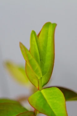 Hertshooi (Hypericum 'Hidcote') -Planten Verkoopwinkel img 1417